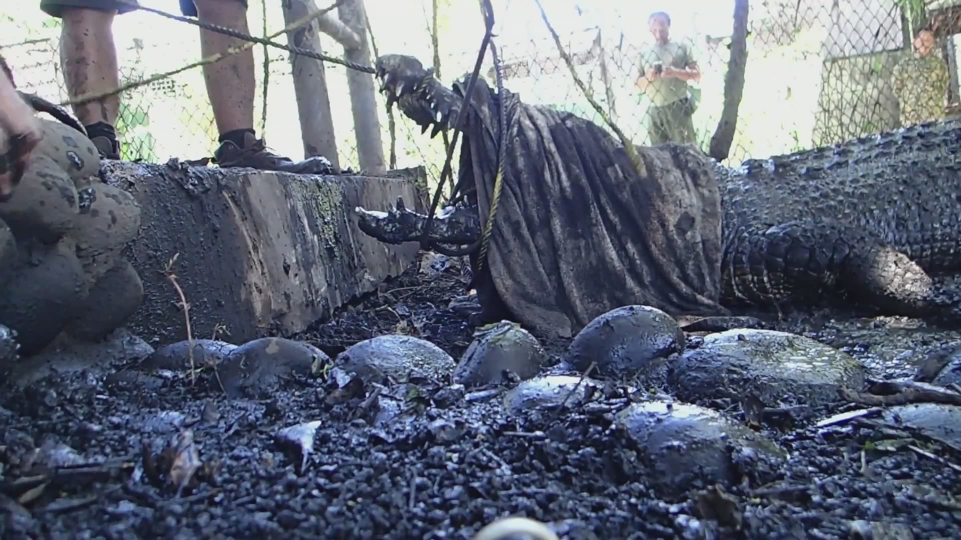 Big crocodiles go back to the wild | Aussie crocodile man rescue
