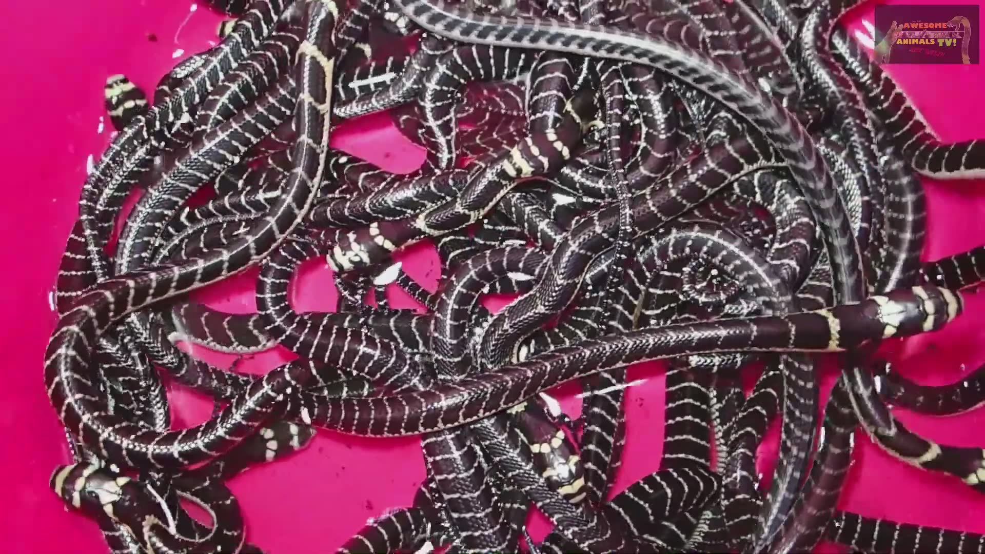 King cobra top ten venomous snakes with wildlife presenter and deadly snakes
