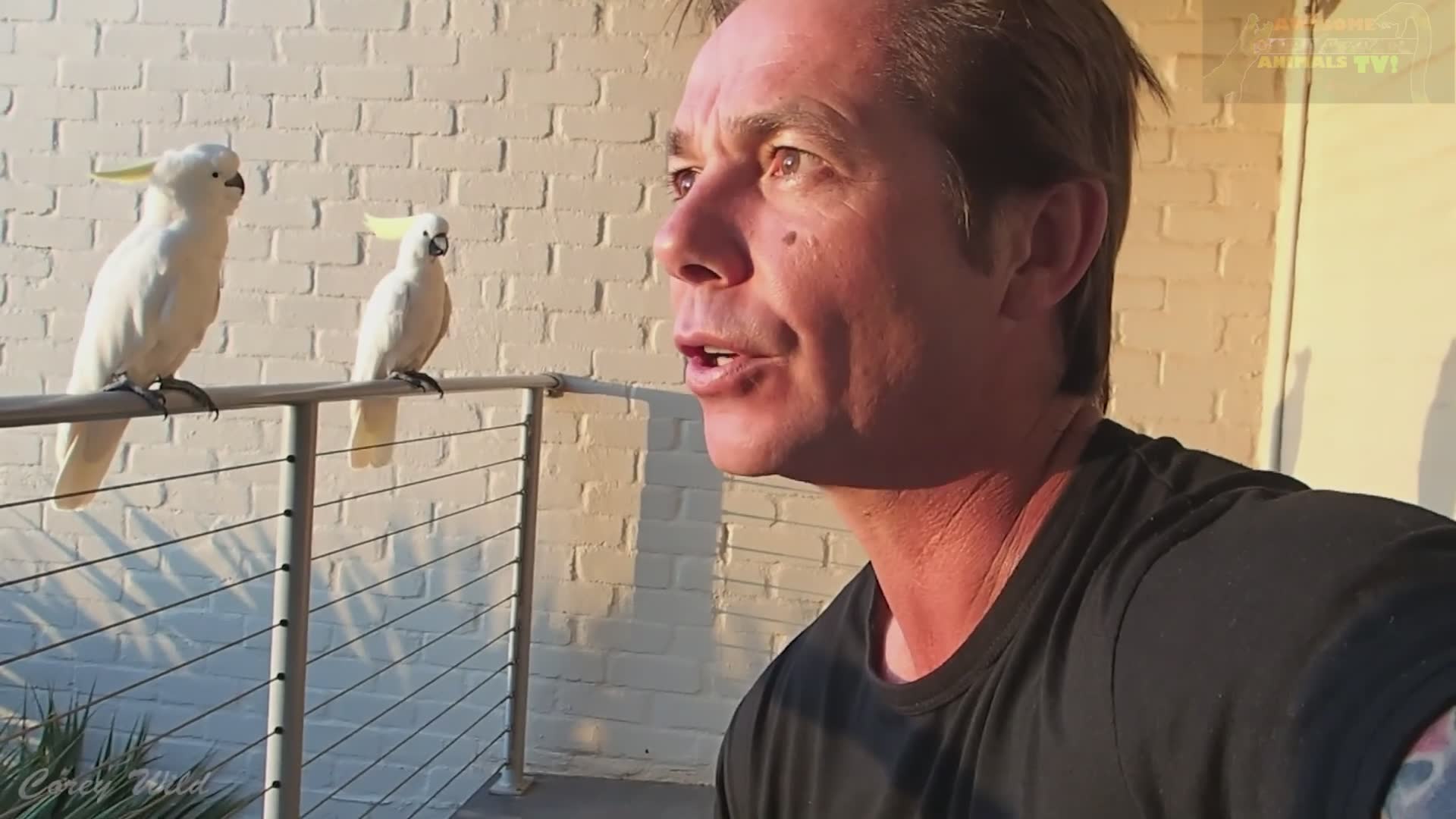 Crazy cockatoos | Crazy parrot birds and cockatoo freakout with angry birds