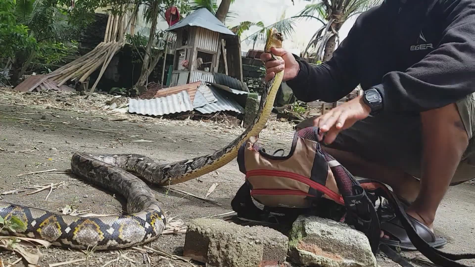 Big angry snakes | This is not good