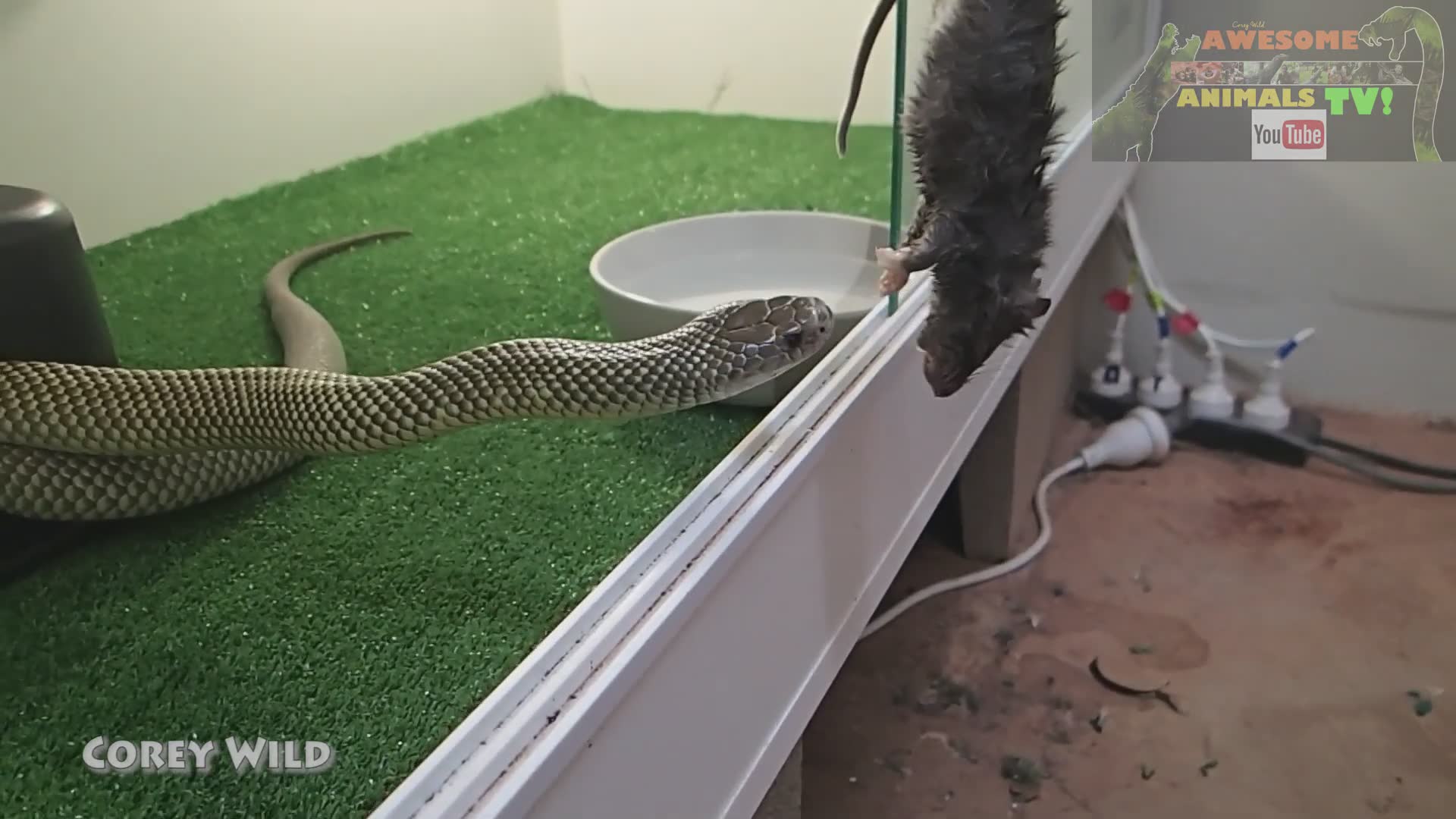 Venomous snakes in Australia | King brown snake and mulga snake encounters