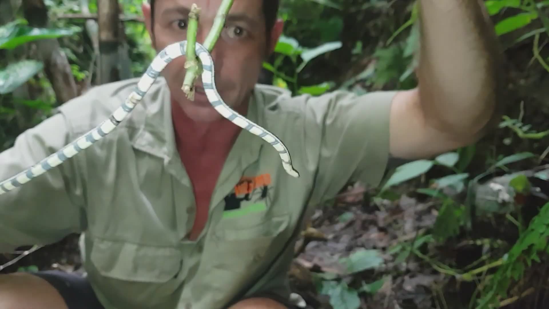Coral snake | The snake with chilli warning and Malaysian coral snake