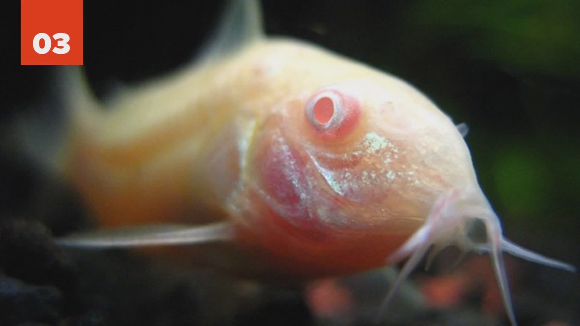 25 awesome looking white or albino animals you have to see today
