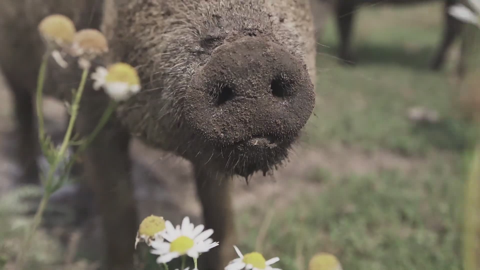 Nordisk signaturingrediens Danmark | Glade griser på Birthesminde Farm | slik opplevde vi det