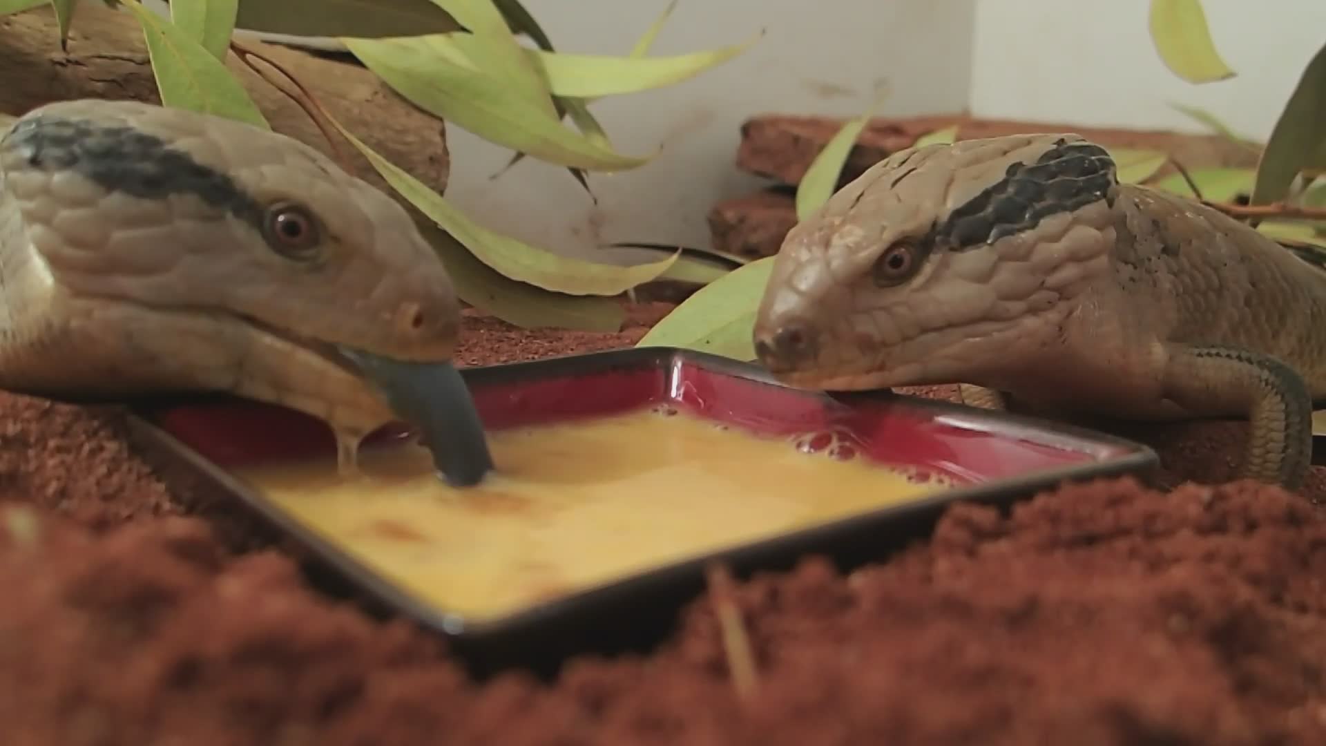 Lizards of Australia | Bearded dragon, monitor lizard and skink species
