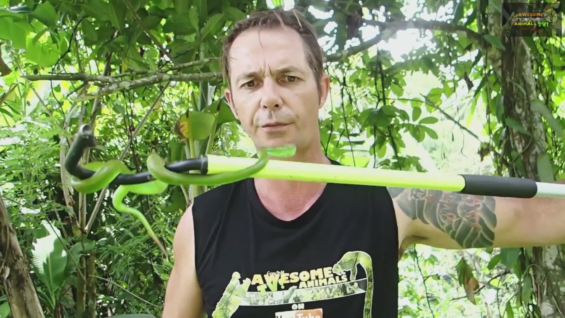 Pit viper garden | Snake city with top ten vipers and snake man Bali snakes