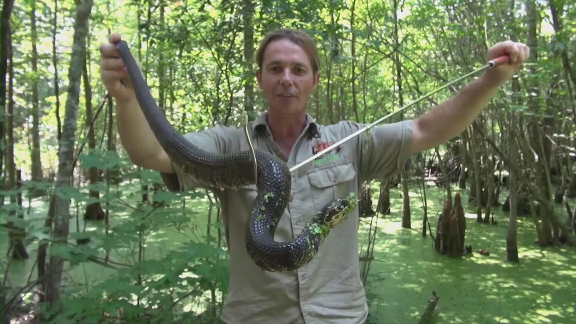Top 10 dangerous animals in the world | Man kisses cobra snake