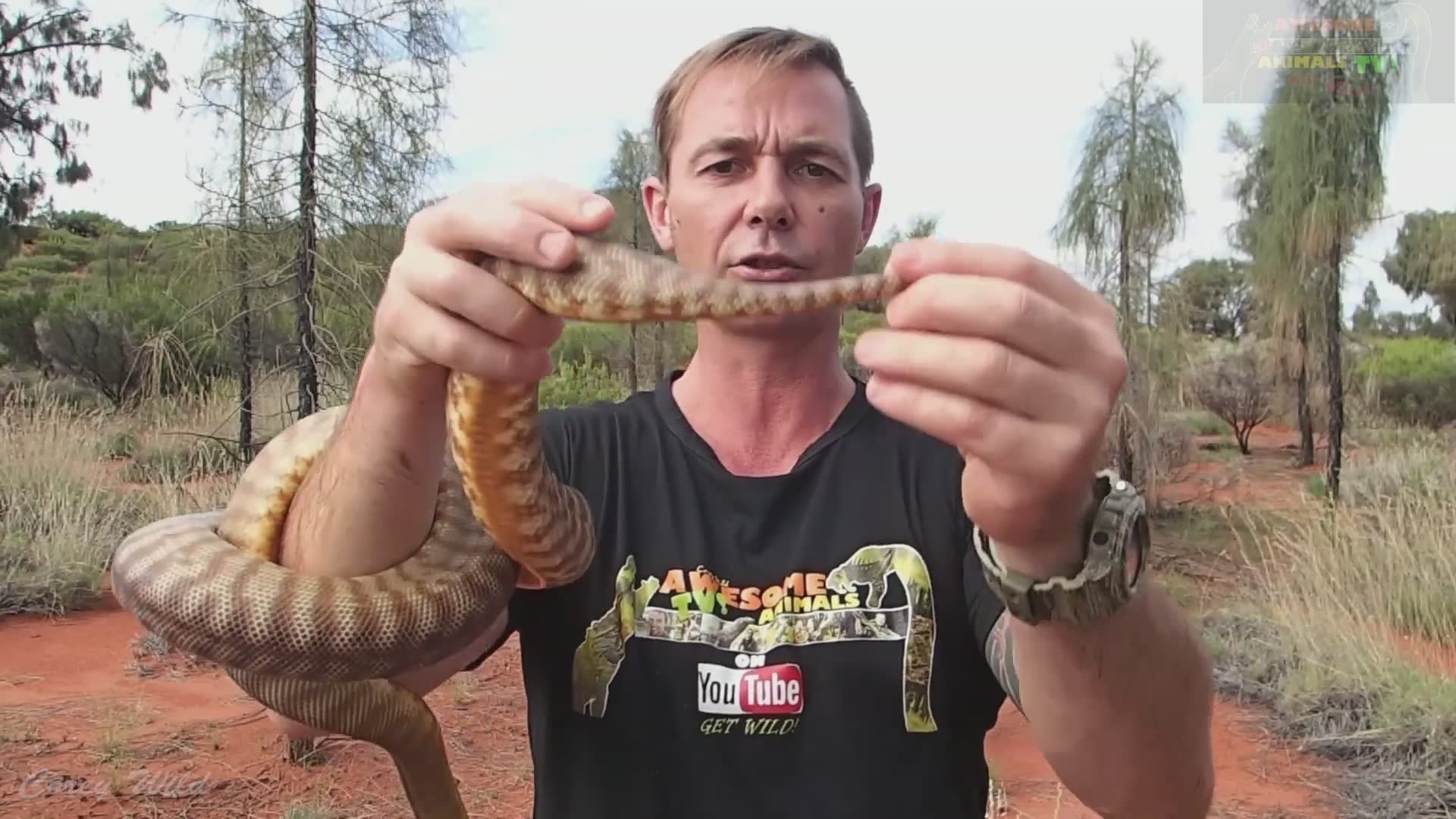 Venomous snake eating python | Snake vs rat hand feeding with top 5 best snakes