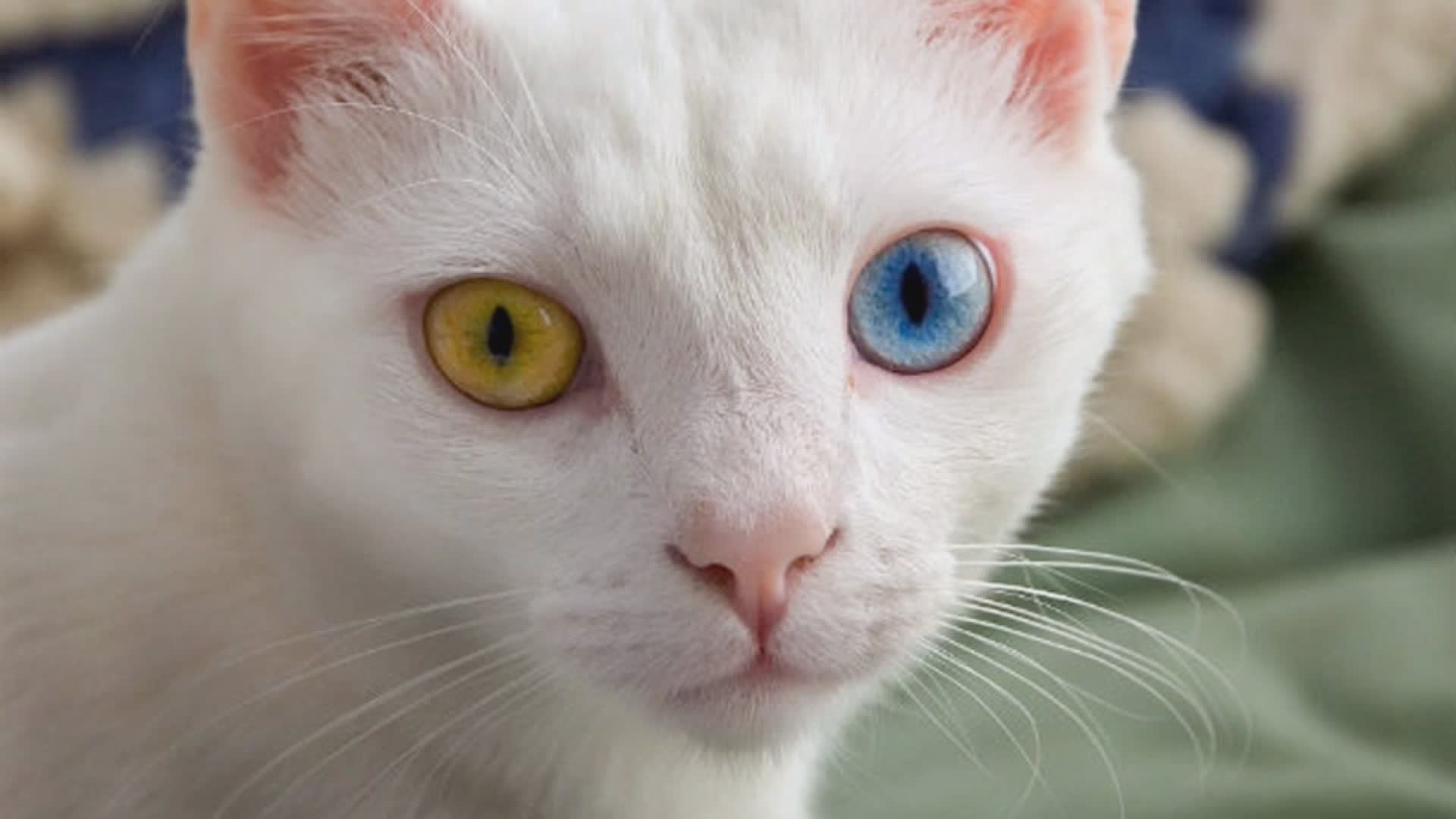 25 animal kingdom facts that you might find hard to believe