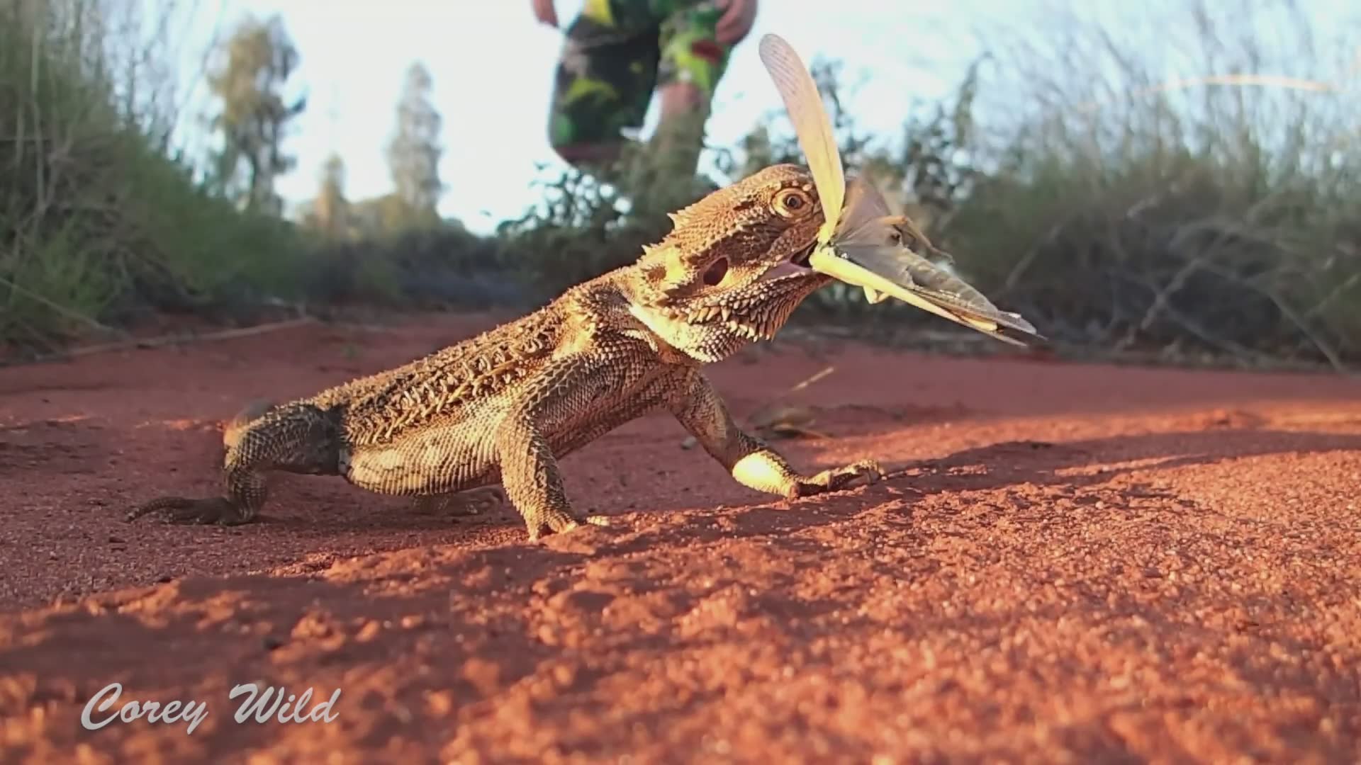 Snake charmer vs bearded dragon
