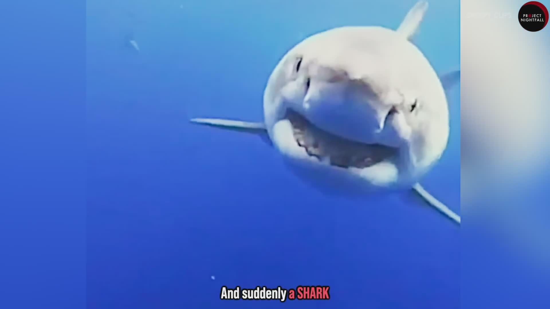 Five surprising ways to survive a shark attack