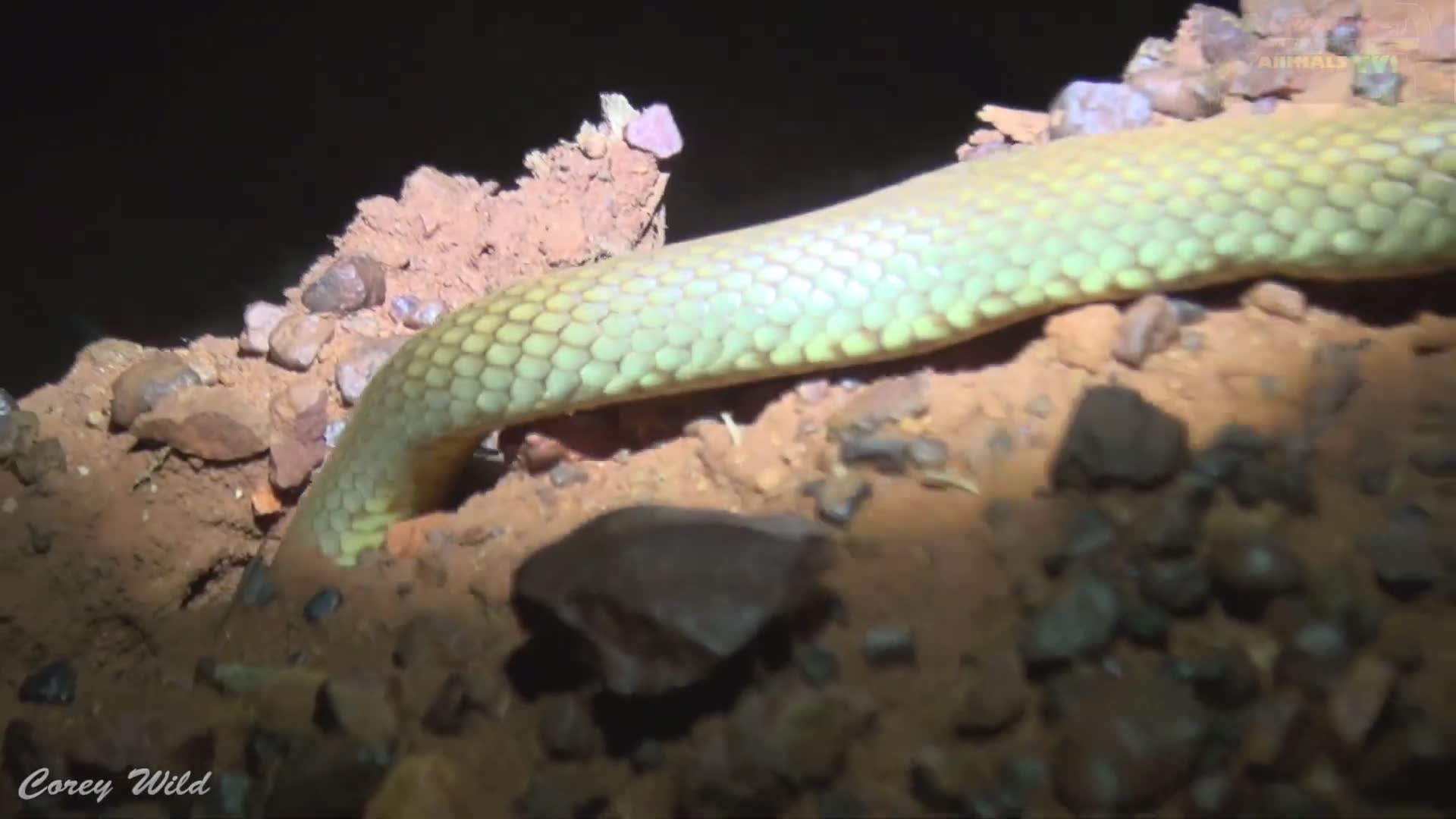 Venomous snakes of Australia | western brown snake species