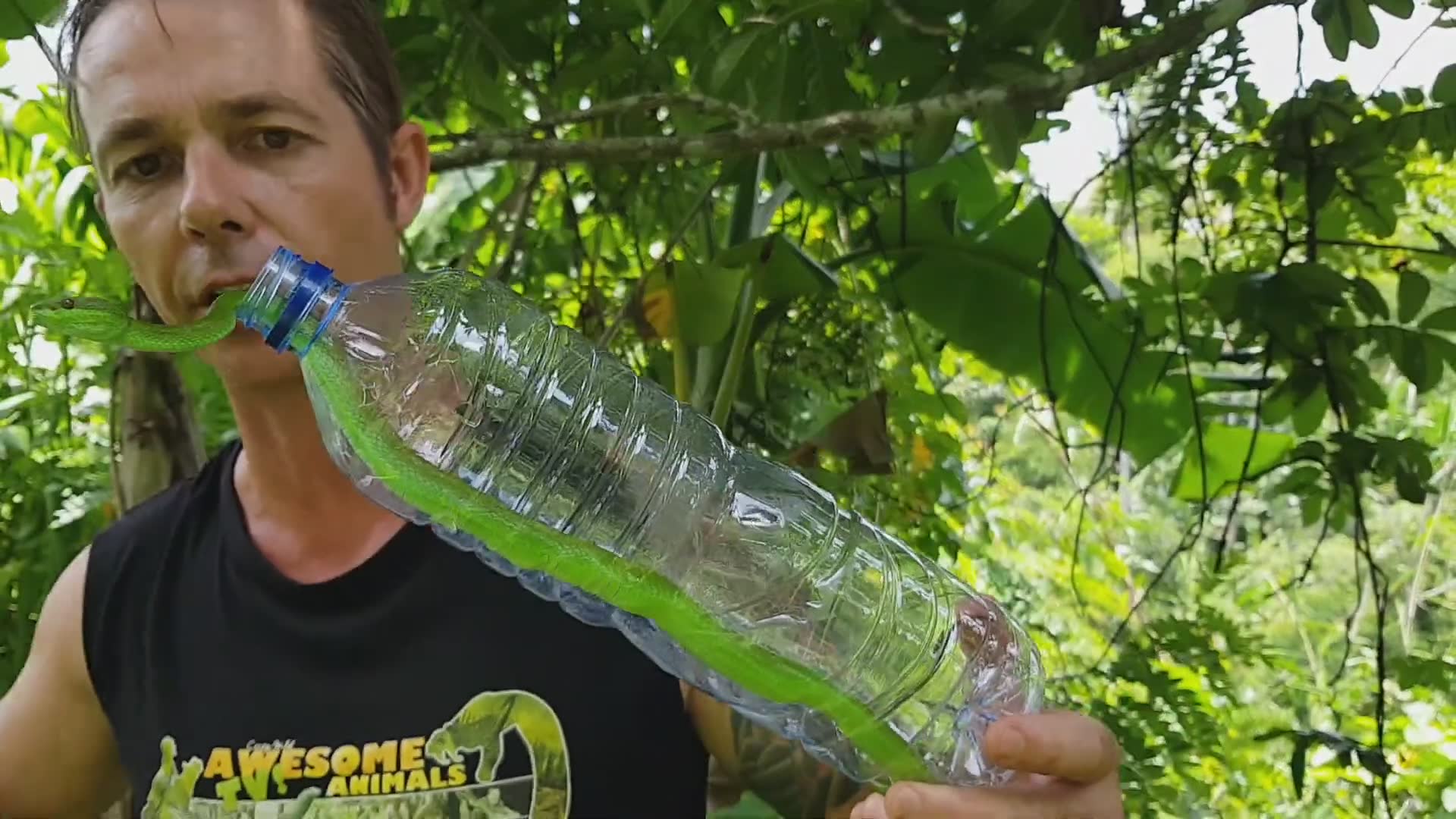 Don't mess with snakes | animals, reptiles, vipers and funny animals