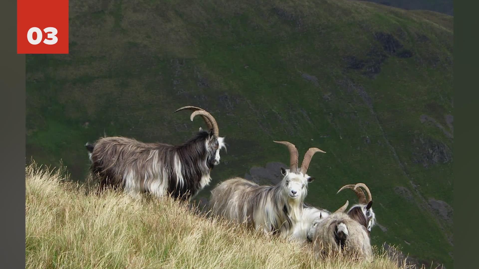 25 fascinating and unique things about Scotland