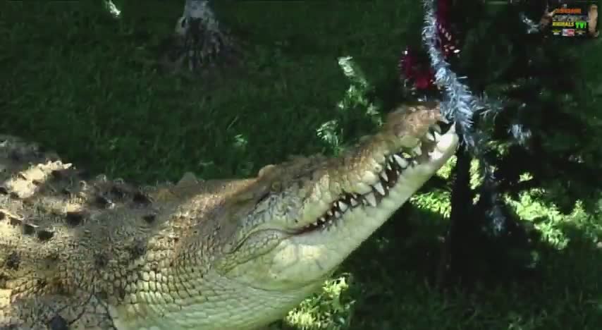 Ultimate crocodile attack compilation