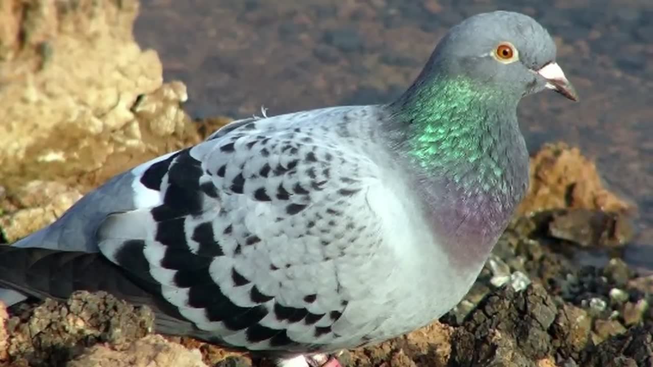 25 Animals You Won_t Believe Went To War