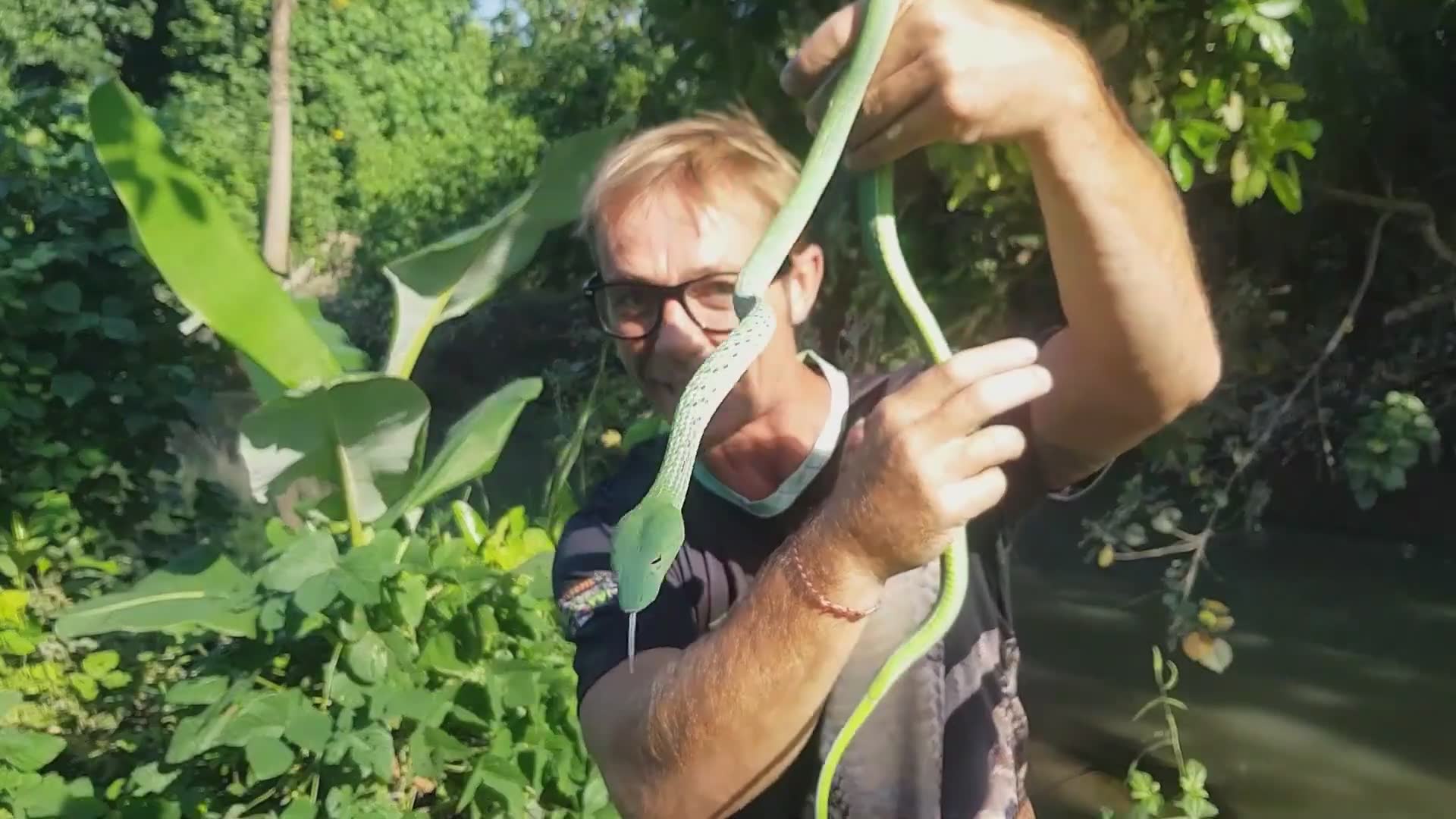 Deadly venomous snake | big green vine snake
