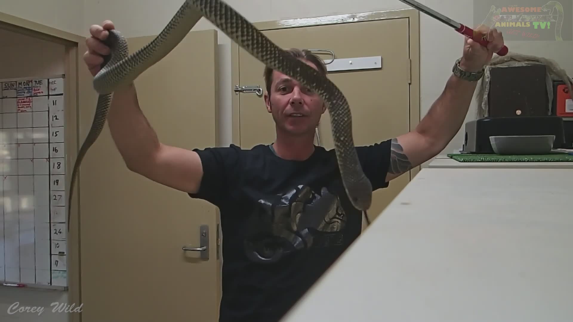 Feeding venomous snakes | Australia snake man vs rodents with king brown or mulga