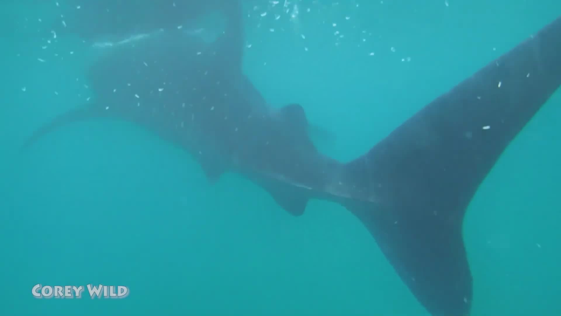 Whale sharks and whales | what's the difference in whale shark diving?