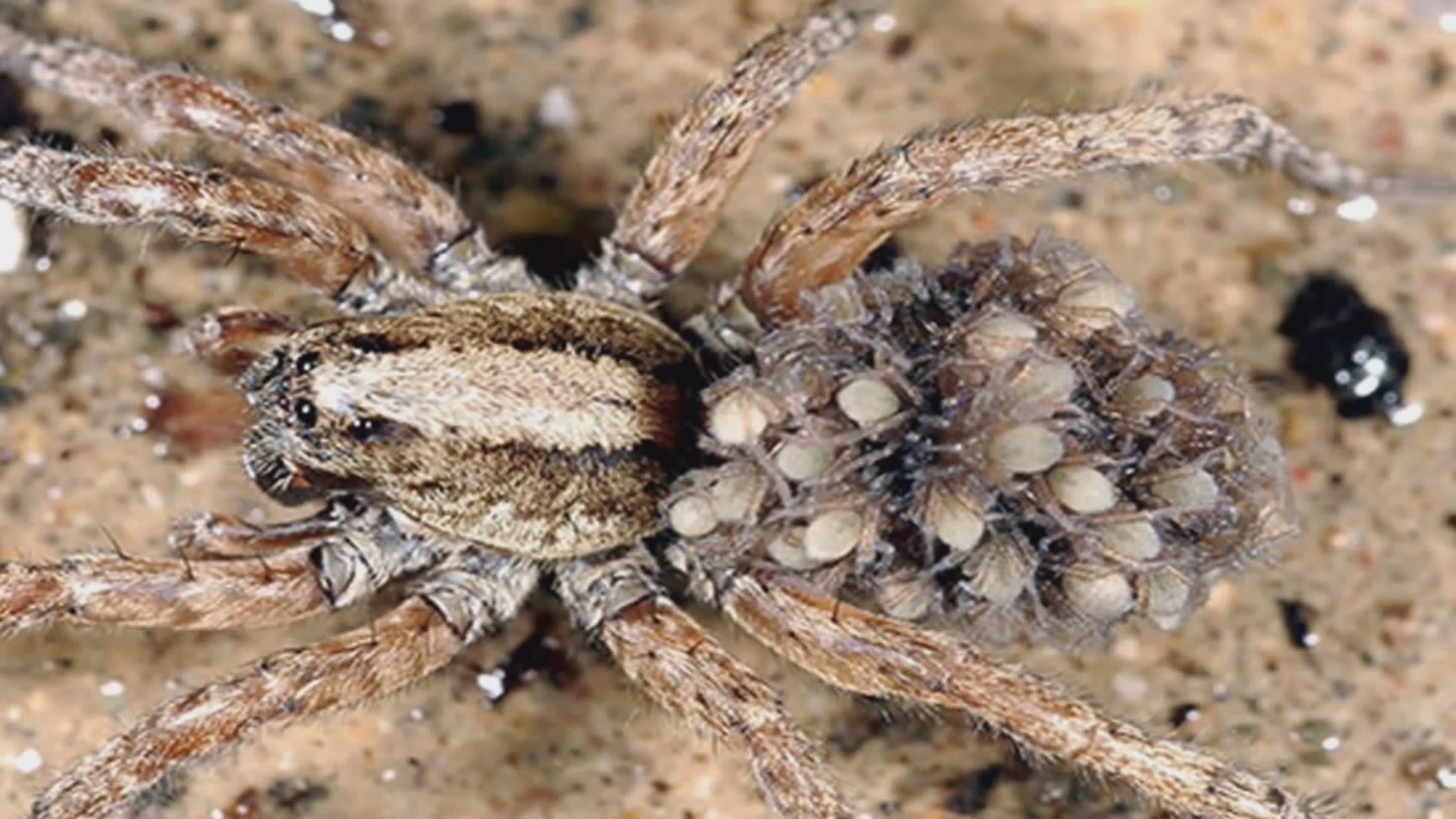 25 animals that use camouflage and can potentially fool you