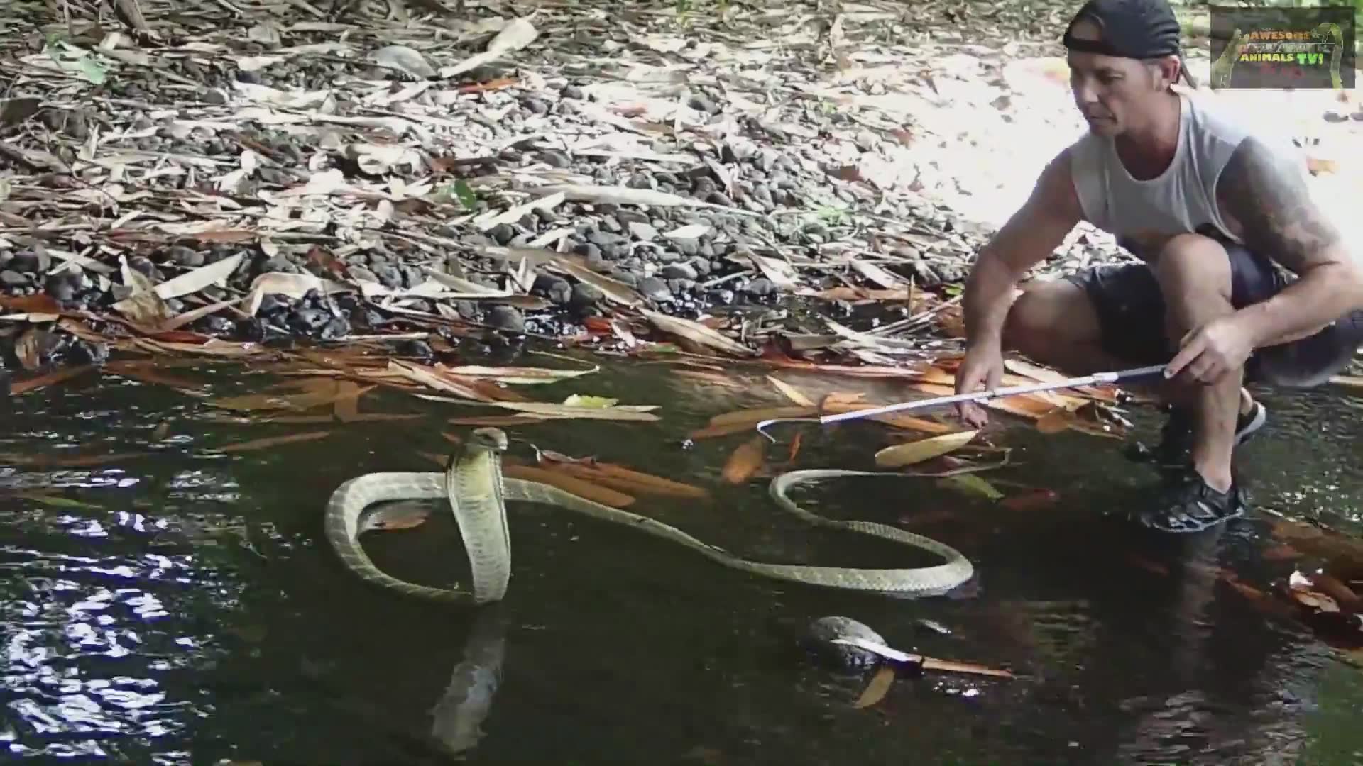Hunting the mega king cobra | world's largest venomous snake with snake dude