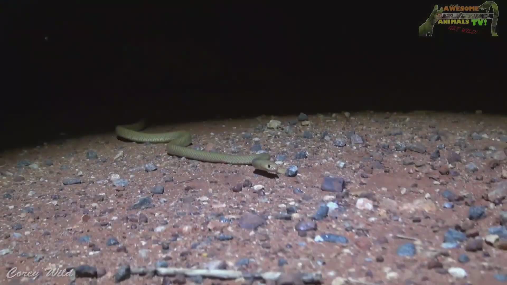Deadly venomous snakes | brown snake, king brown mulga snake, white cobra with snake bite first aid