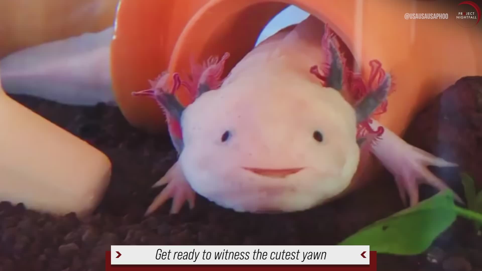 Are these magical water creatures real?