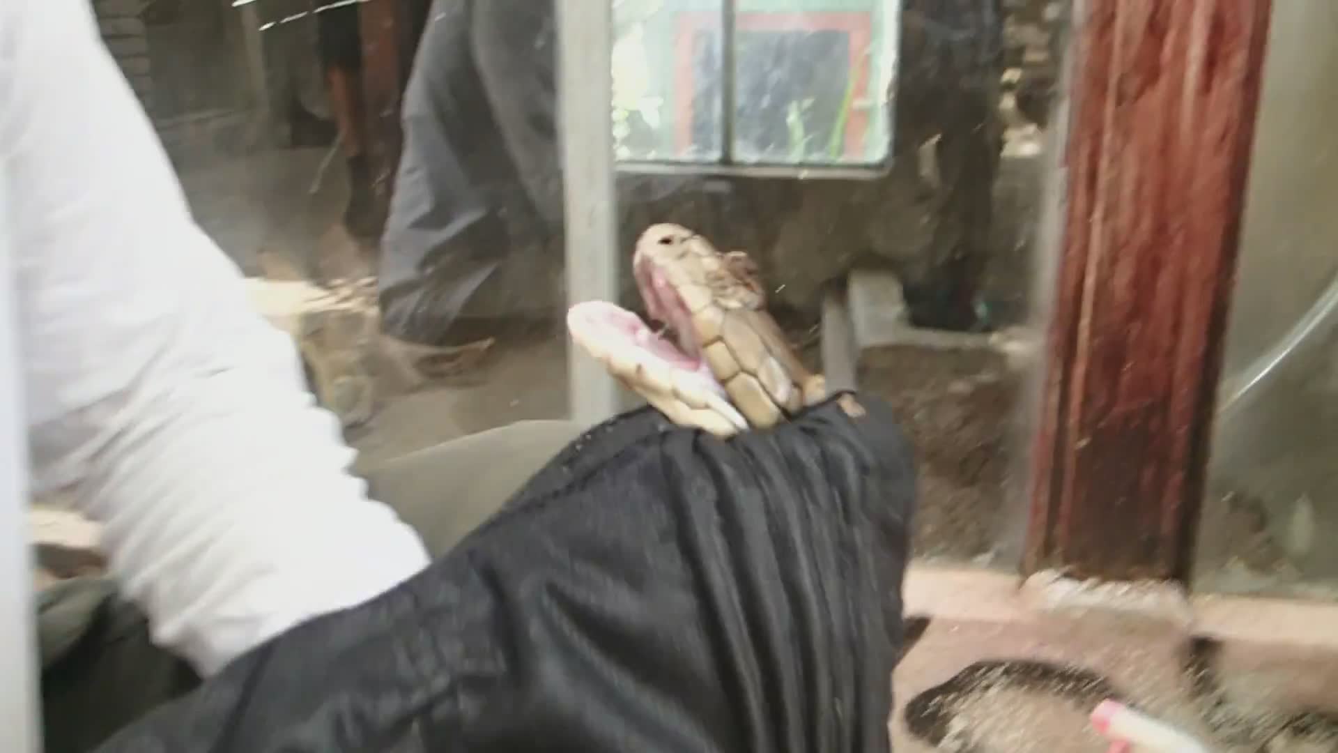 King cobra up close | healing medical health treatment