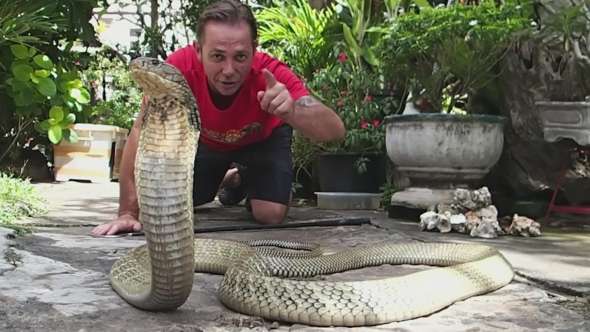 King cobra | world's biggest venomous snakes with top 5 best encounters