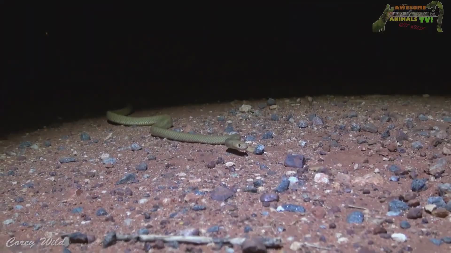 Australia's most dangerous snake species | venomous wildlife and reptiles