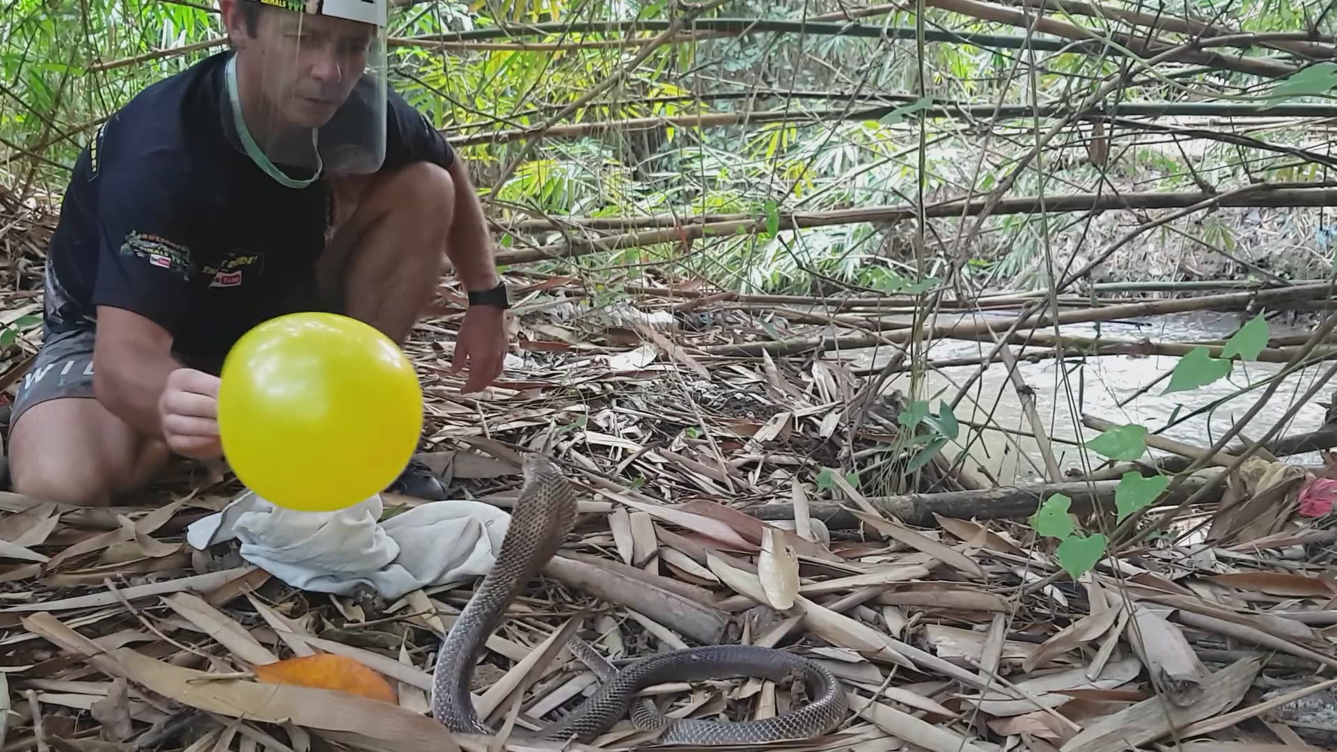 Cobra snake vs balloon | snake rescue
