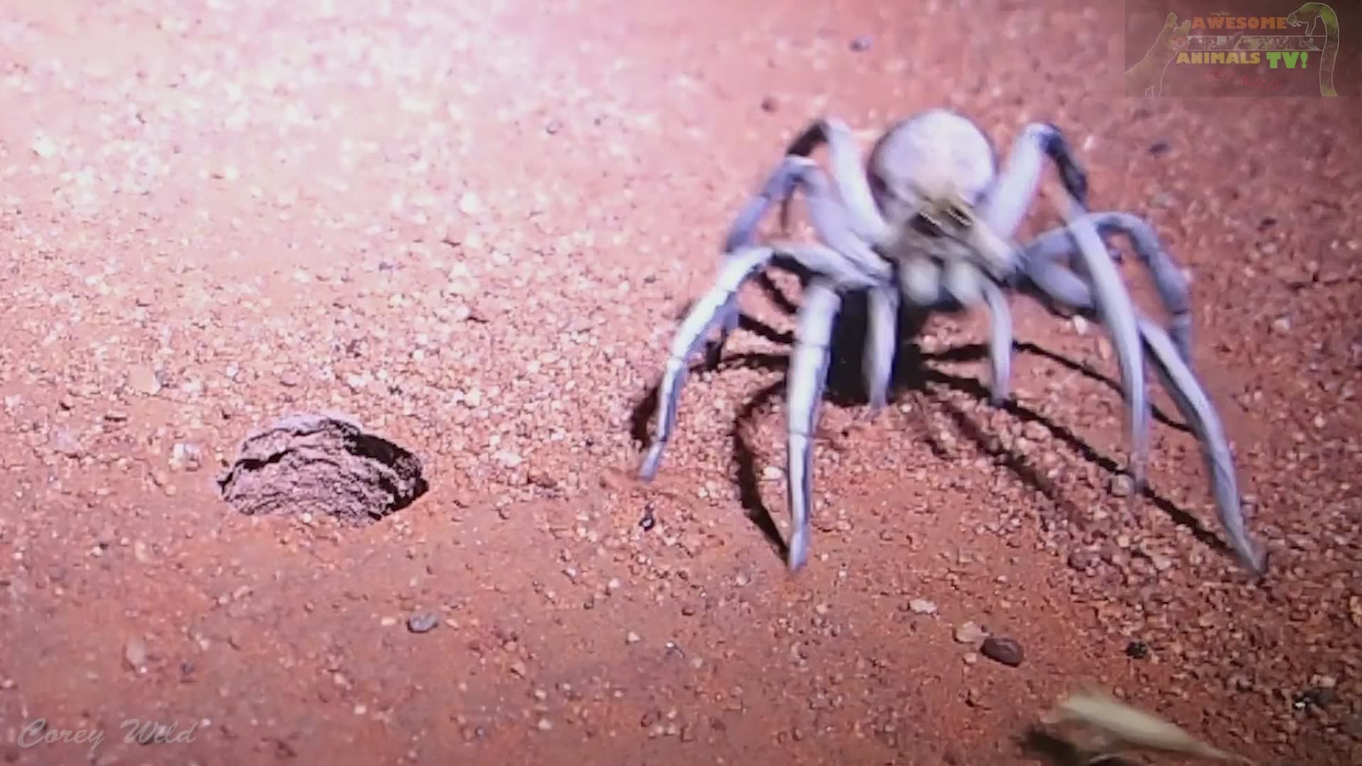 Spider ambush | be aware of these holes in the ground