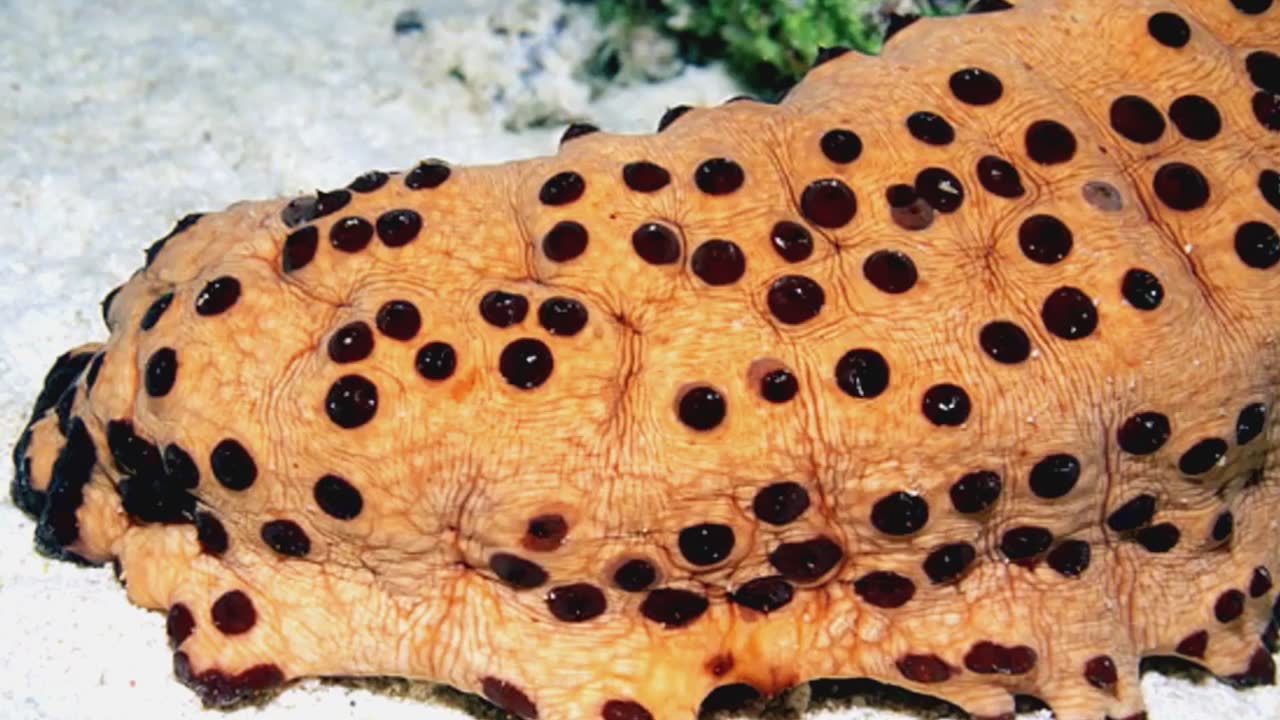 25 animals with the most bizarre defense mechanisms you have ever seen