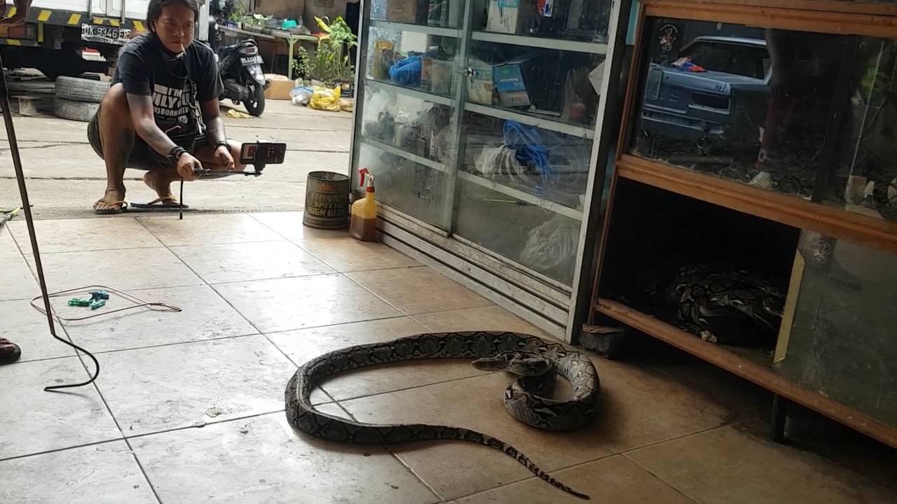 Big snake bites warning