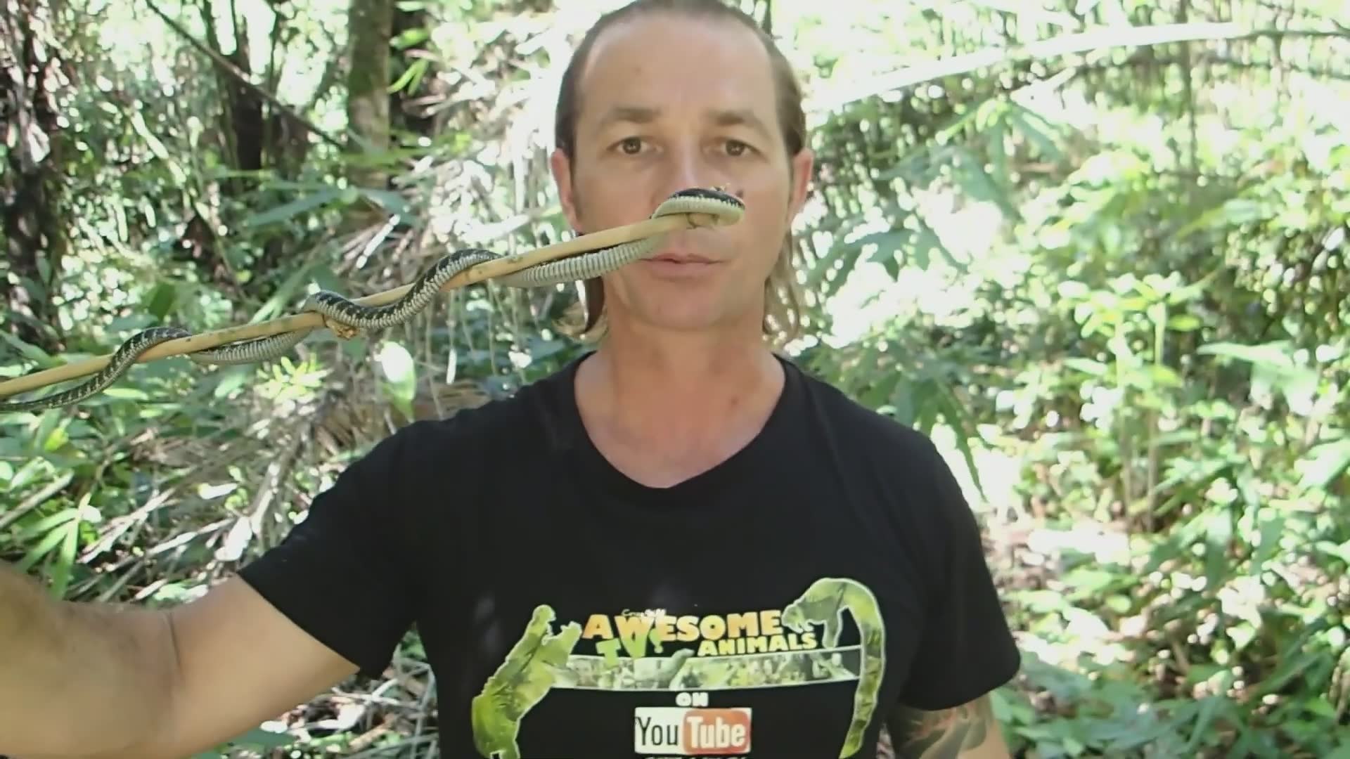 King cobra encounters with snake man