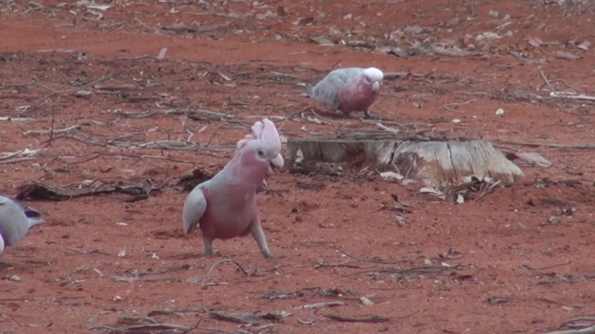 Amazing bird species found in Australia