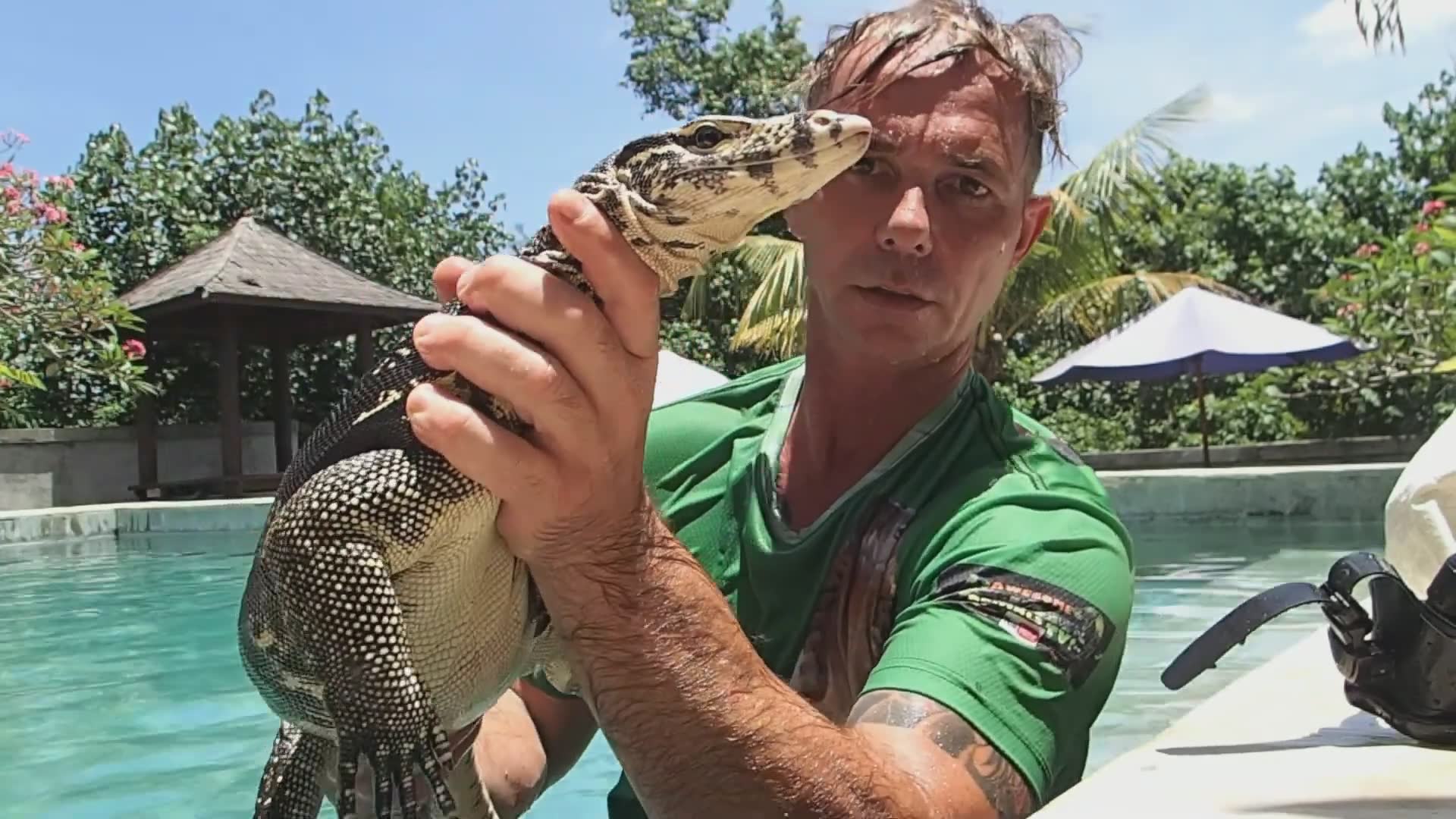 Giant monitor lizard takes over swimming pool