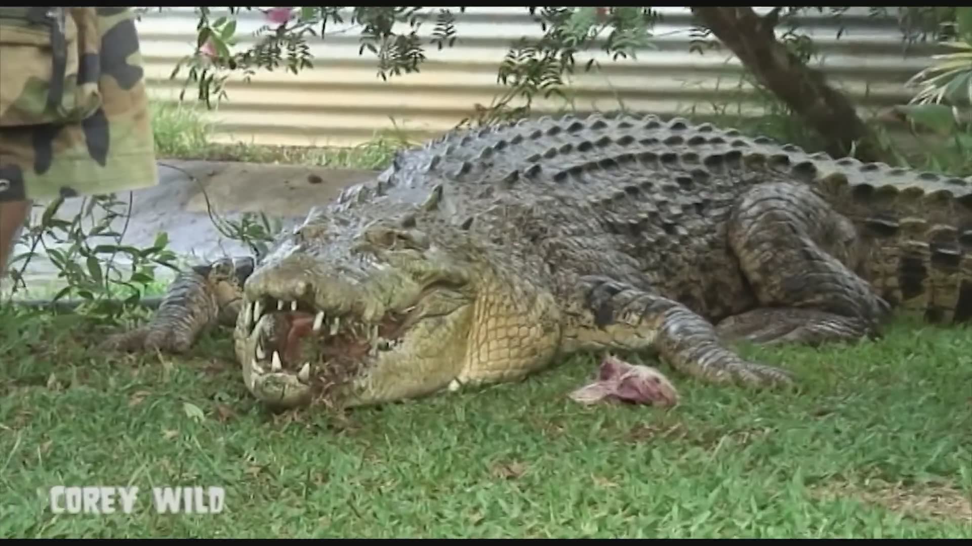 Best of the Australian crocodile man