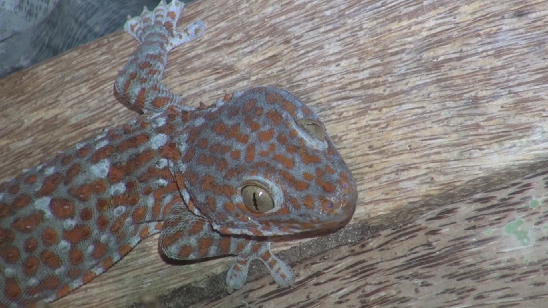 Encountering massive gecko species