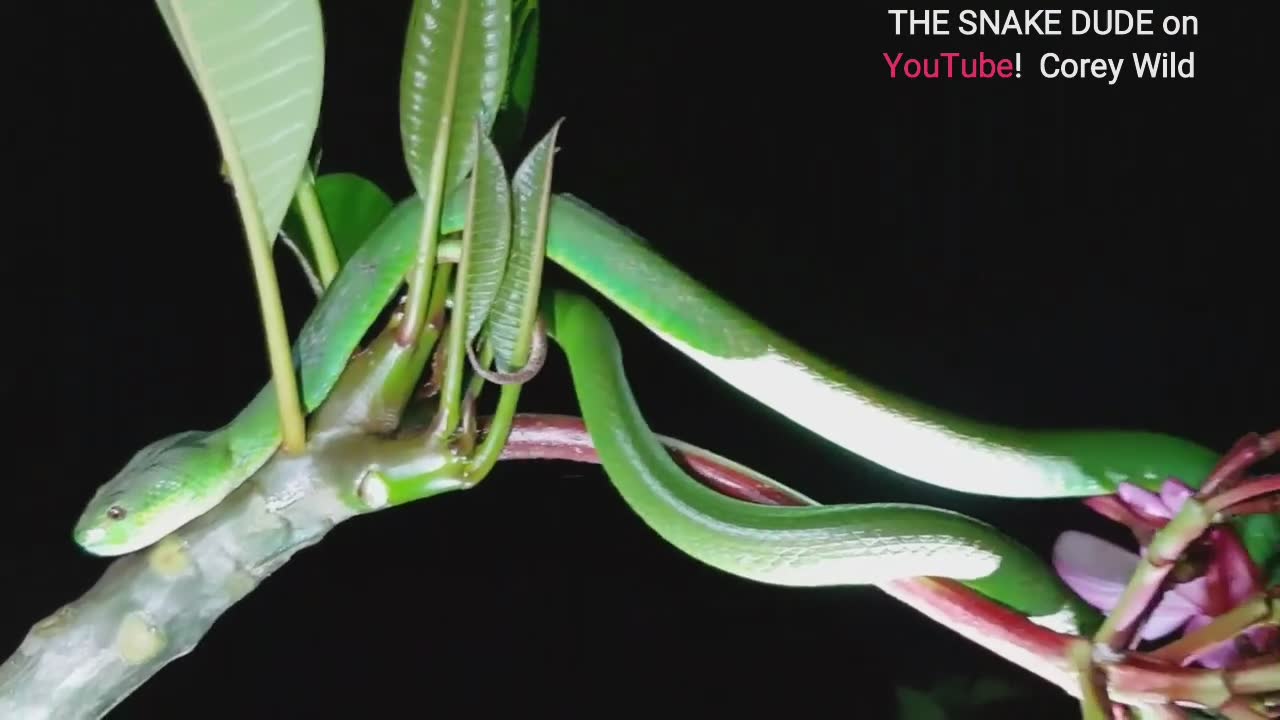 Stunning green pit viper up close