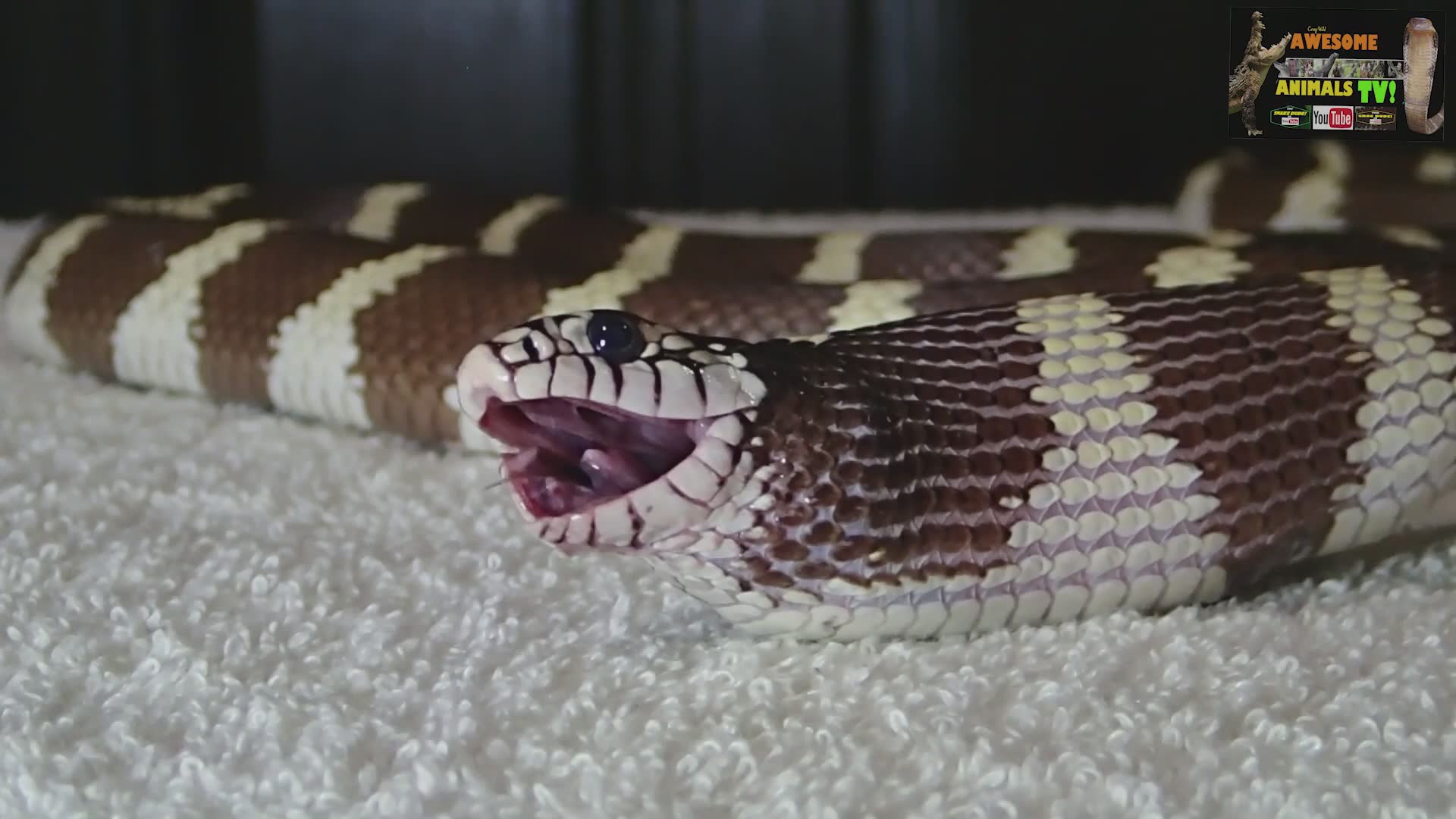 Can snakes eat fried chicken? Feeding experiment