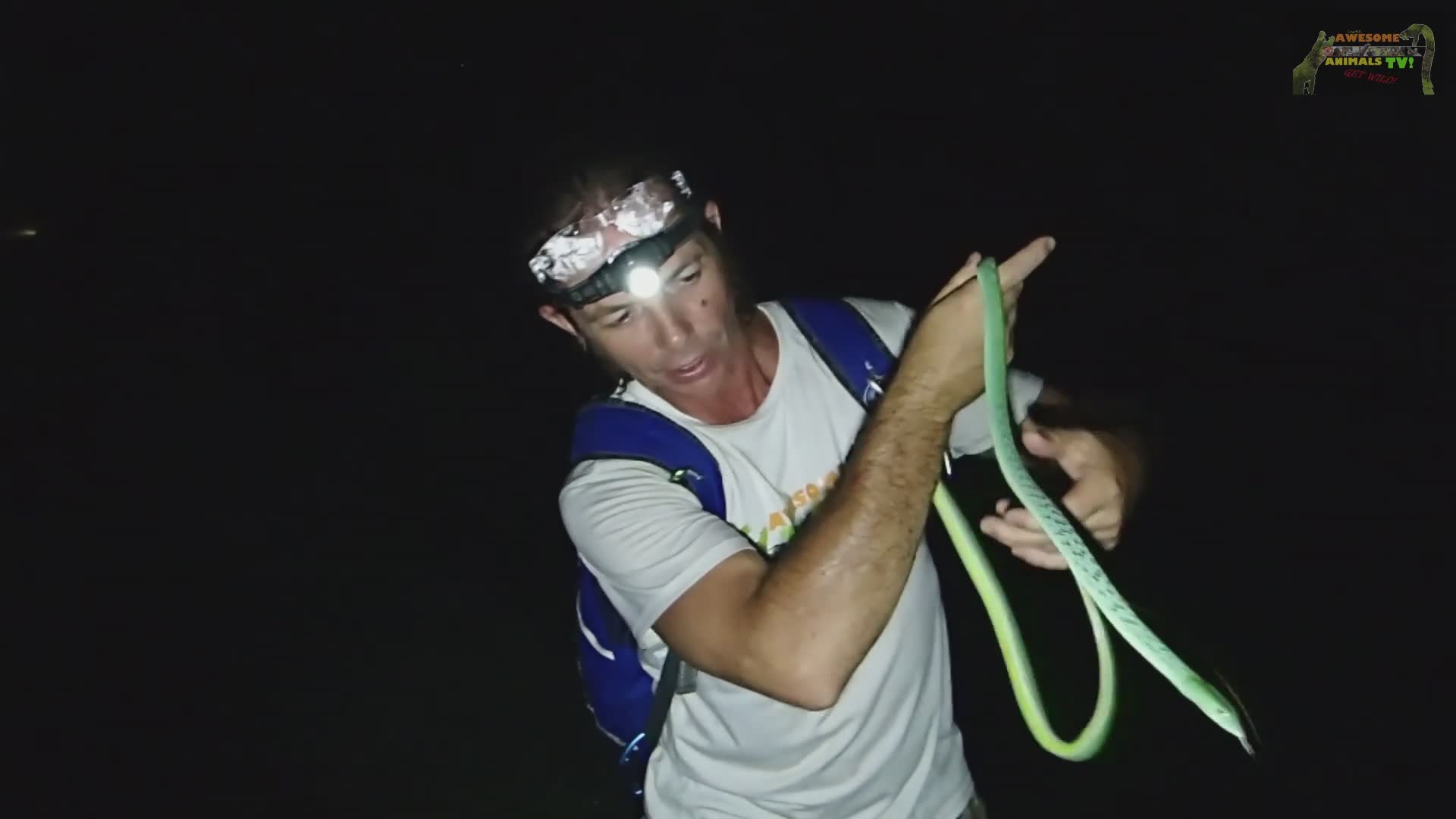 King cobra feeding and release back to wild