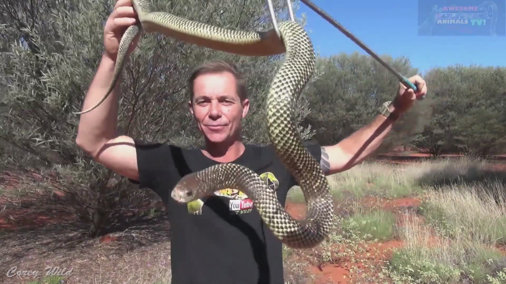 Warning signs of aggressive snake behavior