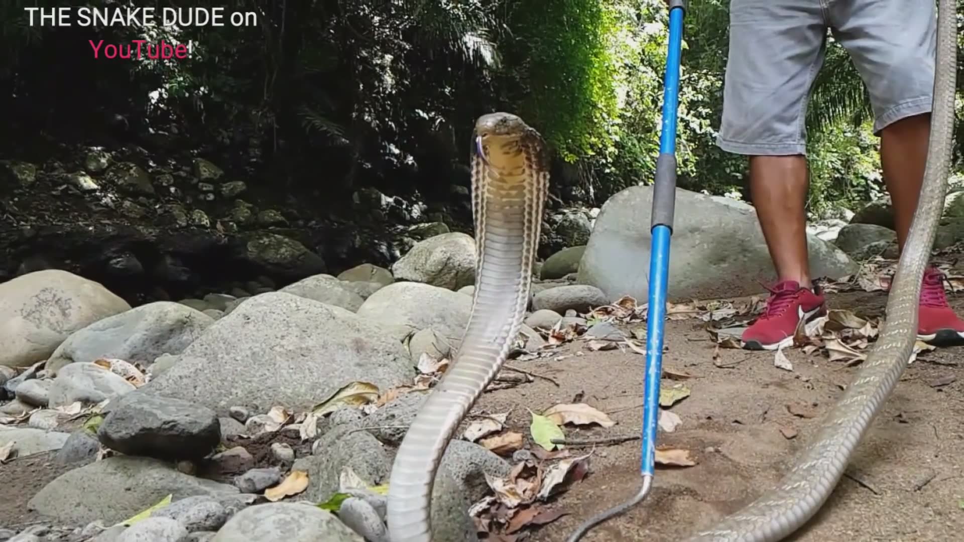 Amazing king cobra sightings and encounters