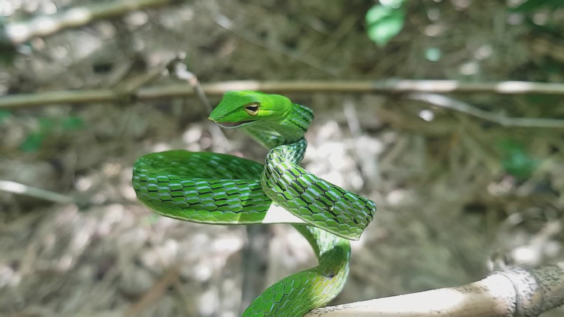 Snake strikes directly at face during encounter