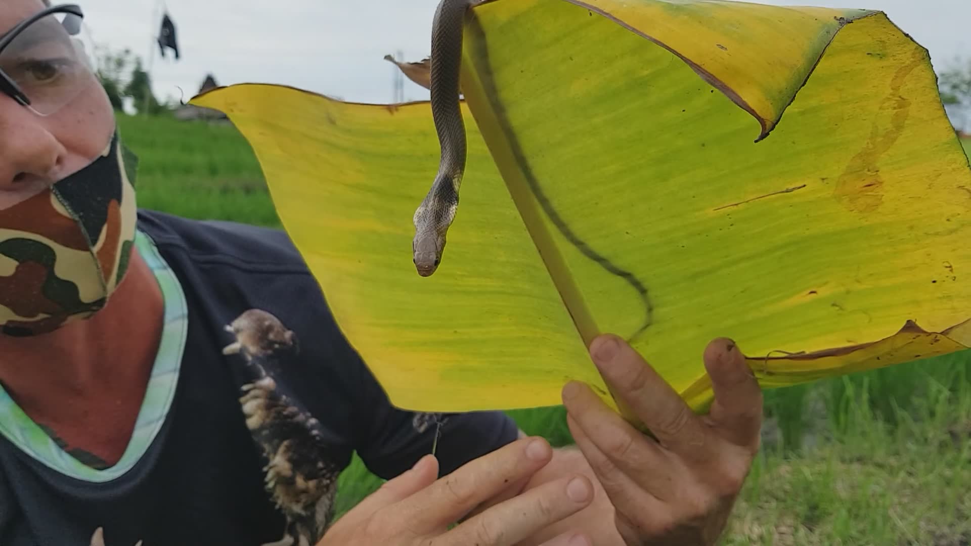Essential facts about cobra species