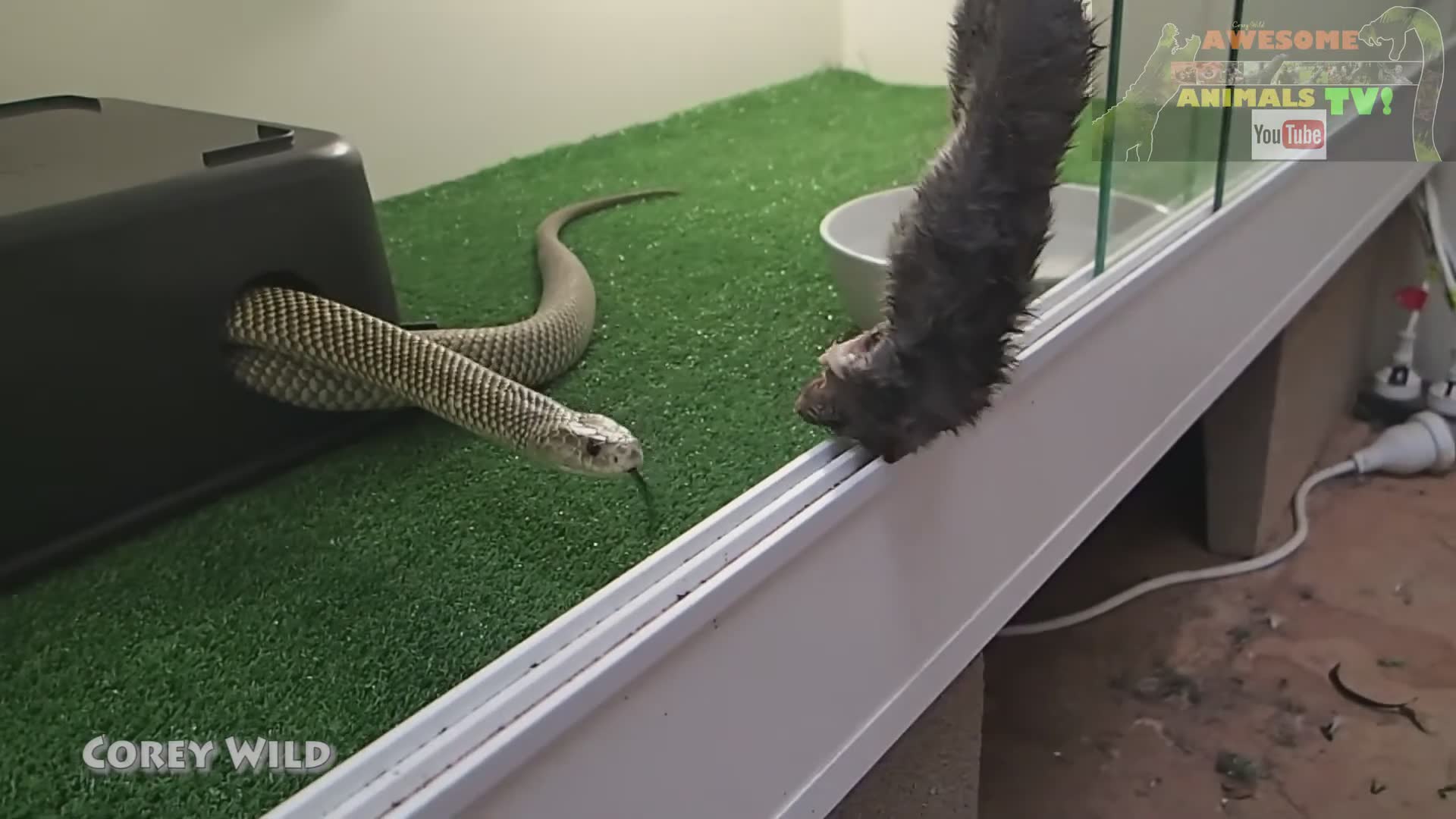 Extremely dangerous venomous snake handling