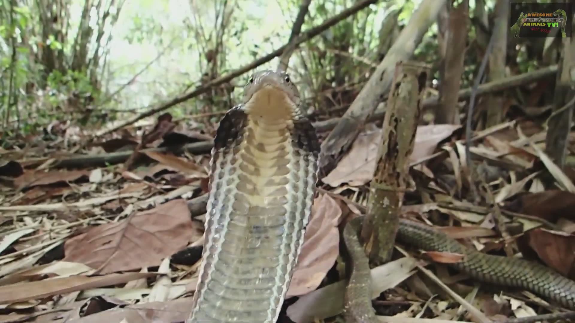 Massive king cobra strikes during handling