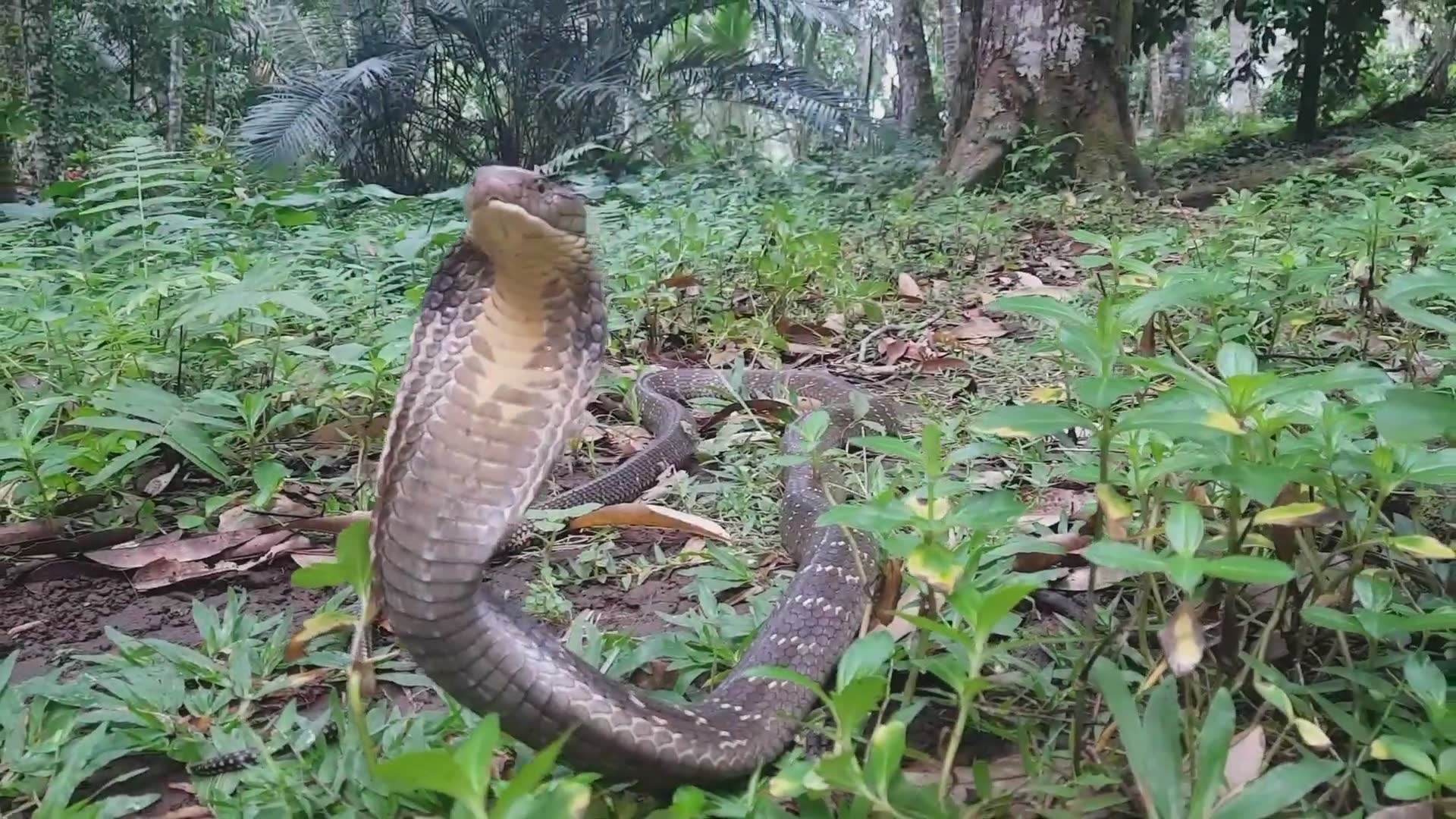 Removing ticks from 13-foot wild king cobra