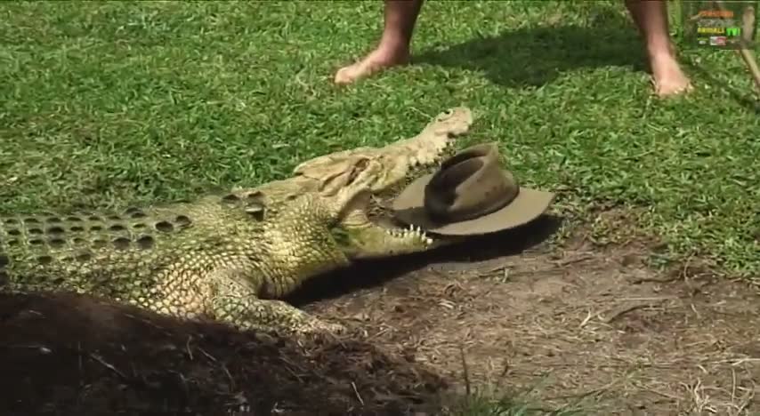 Greatest crocodile moments compilation
